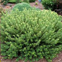 Hedgehog Plum Yew shade tolerant evergreen shrub boxwood alternative