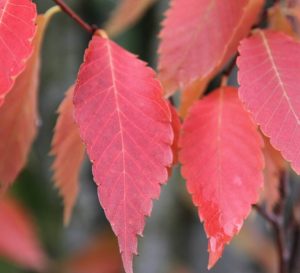 Close Up Zelkova Tree in Fall