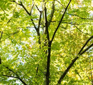 Zelkova Tree in Cincinnati, Ohio